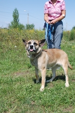 NORI, Hund, Mischlingshund in Ungarn - Bild 4