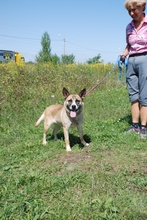NORI, Hund, Mischlingshund in Ungarn - Bild 5
