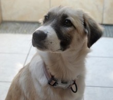 ZELDA, Hund, Mischlingshund in Griechenland - Bild 10