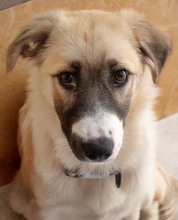 ZELDA, Hund, Mischlingshund in Griechenland - Bild 12