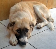 ZELDA, Hund, Mischlingshund in Griechenland - Bild 14