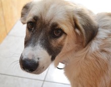 ZELDA, Hund, Mischlingshund in Griechenland - Bild 15