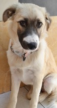 ZELDA, Hund, Mischlingshund in Griechenland - Bild 16