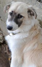 ZELDA, Hund, Mischlingshund in Griechenland - Bild 2