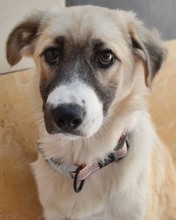ZELDA, Hund, Mischlingshund in Griechenland - Bild 3