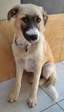 ZELDA, Hund, Mischlingshund in Griechenland - Bild 4