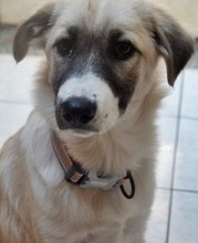 ZELDA, Hund, Mischlingshund in Griechenland - Bild 5