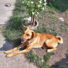 ONDRO, Hund, Mischlingshund in Slowakische Republik - Bild 2