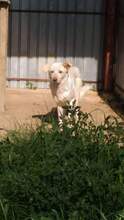BELLA, Hund, Mischlingshund in Rumänien - Bild 2