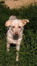 BELLA, Hund, Mischlingshund in Rumänien - Bild 3