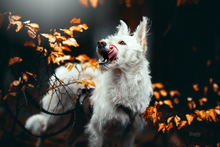 IRMA, Hund, Mischlingshund in Gevelsberg - Bild 11