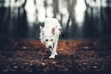 IRMA, Hund, Mischlingshund in Gevelsberg - Bild 12