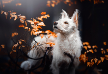 IRMA, Hund, Mischlingshund in Gevelsberg - Bild 13