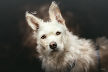 IRMA, Hund, Mischlingshund in Gevelsberg - Bild 14