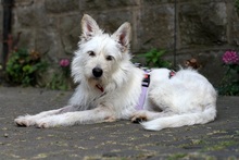 IRMA, Hund, Mischlingshund in Gevelsberg - Bild 4