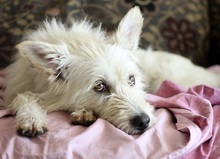 IRMA, Hund, Mischlingshund in Gevelsberg - Bild 5