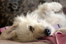 IRMA, Hund, Mischlingshund in Gevelsberg - Bild 7
