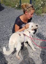 IRMA, Hund, Mischlingshund in Gevelsberg - Bild 9