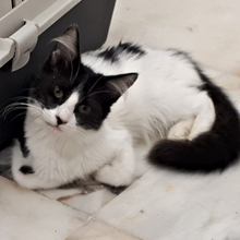 MELINA, Katze, Europäisch Kurzhaar in Spanien - Bild 1