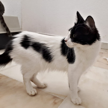 MELINA, Katze, Europäisch Kurzhaar in Spanien - Bild 4