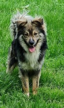 BOWIE, Hund, Mischlingshund in Lehrte - Bild 3
