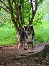 BOWIE, Hund, Mischlingshund in Lehrte - Bild 5