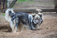 BOWIE, Hund, Mischlingshund in Lehrte - Bild 9