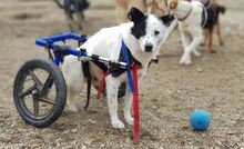 FRANKO, Hund, Mischlingshund in Rumänien - Bild 1