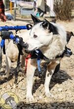 FRANKO, Hund, Mischlingshund in Rumänien - Bild 3