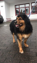 YOLI, Hund, Mischlingshund in Flensburg - Bild 2