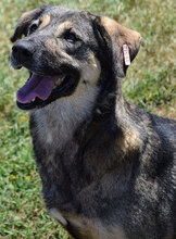 ANASTASIA, Hund, Mischlingshund in Bulgarien - Bild 1