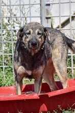 ANASTASIA, Hund, Mischlingshund in Bulgarien - Bild 2