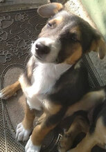 BRODY, Hund, Mischlingshund in Bulgarien - Bild 5