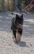 BALOU, Hund, Mischlingshund in Illertissen - Bild 12