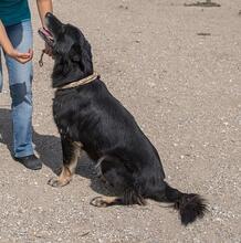BALOU, Hund, Mischlingshund in Illertissen - Bild 13