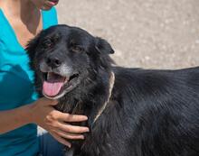 BALOU, Hund, Mischlingshund in Illertissen - Bild 14