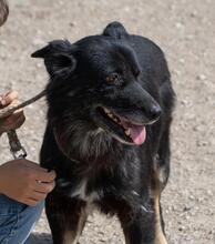BALOU, Hund, Mischlingshund in Illertissen - Bild 17