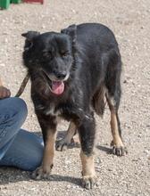 BALOU, Hund, Mischlingshund in Illertissen - Bild 18