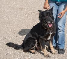 BALOU, Hund, Mischlingshund in Illertissen - Bild 21