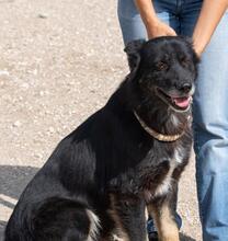 BALOU, Hund, Mischlingshund in Illertissen - Bild 22
