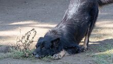 BALOU, Hund, Mischlingshund in Illertissen - Bild 5