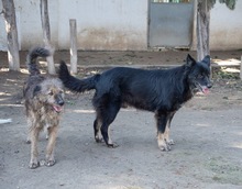 BALOU, Hund, Mischlingshund in Illertissen - Bild 7
