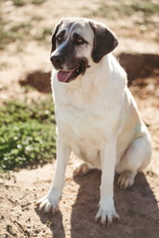 JARANA, Hund, Mastin Español in Spanien - Bild 12