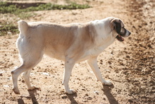 JARANA, Hund, Mastin Español in Spanien - Bild 19