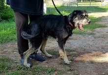 JERRY, Hund, Mischlingshund in Polen - Bild 1