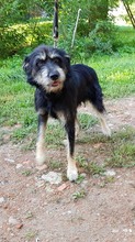JERRY, Hund, Mischlingshund in Polen - Bild 2