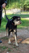 JERRY, Hund, Mischlingshund in Polen - Bild 4