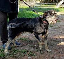 JERRY, Hund, Mischlingshund in Polen - Bild 5