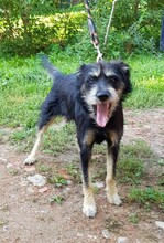 JERRY, Hund, Mischlingshund in Polen - Bild 6