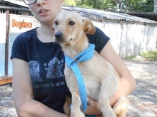 HAILEY, Hund, Mischlingshund in Ungarn - Bild 4